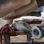 Casqueamento Bovino: Importância e Cuidados para Evitar Problemas de Locomoção