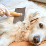 Higiene e Cuidados com o Pelo do Pet: Banhos, Escovação e Produtos Ideais