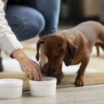 Os Benefícios do Uso de Suplementos Vitamínicos para Pets